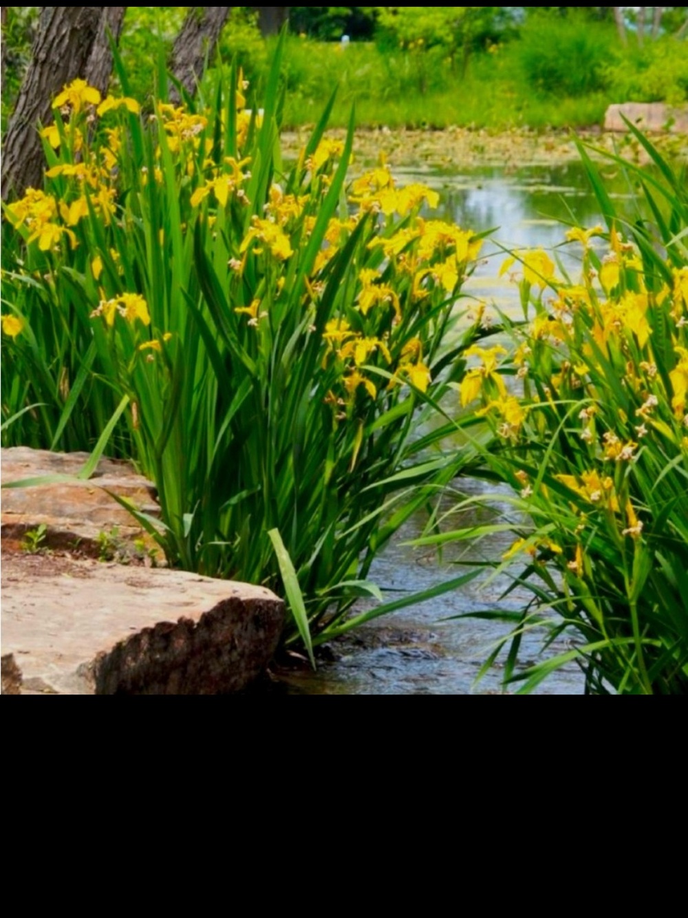 4 irises YELLOW FLAG IRIS rhizomes 2026